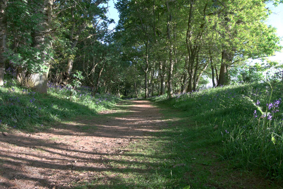 https://uploads.prod01.london.platform-os.com/instances/951/assets/Blairgowrie Path Network: Bluebell Woods (Darroch Woods)